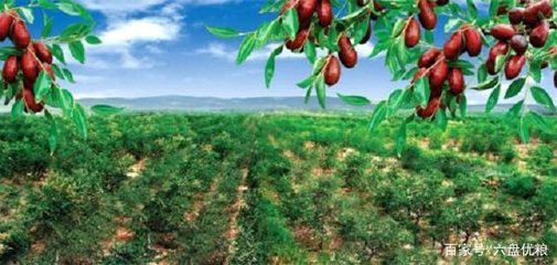 宁夏长枣 自然馈赠的妙龄密码与健康守护神