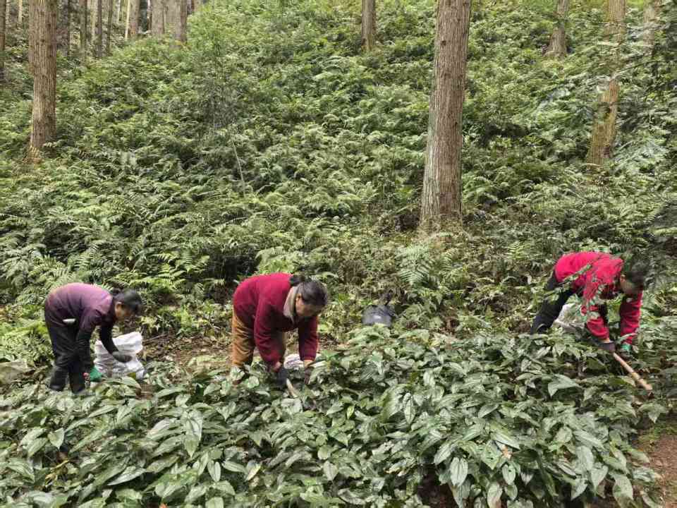 湖南林下经济 青山绿水间的“绿色富矿”