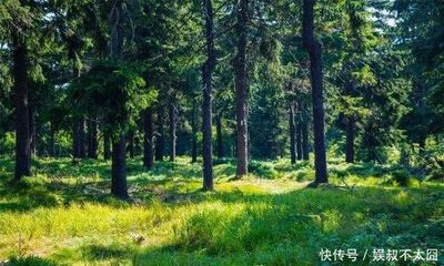 塞外绿洲的守护者 新疆林业发展公司的卓越实践与未来展望