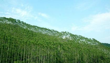 绿色经济崛起 2017上半年全国林业总产值达2.77万亿元