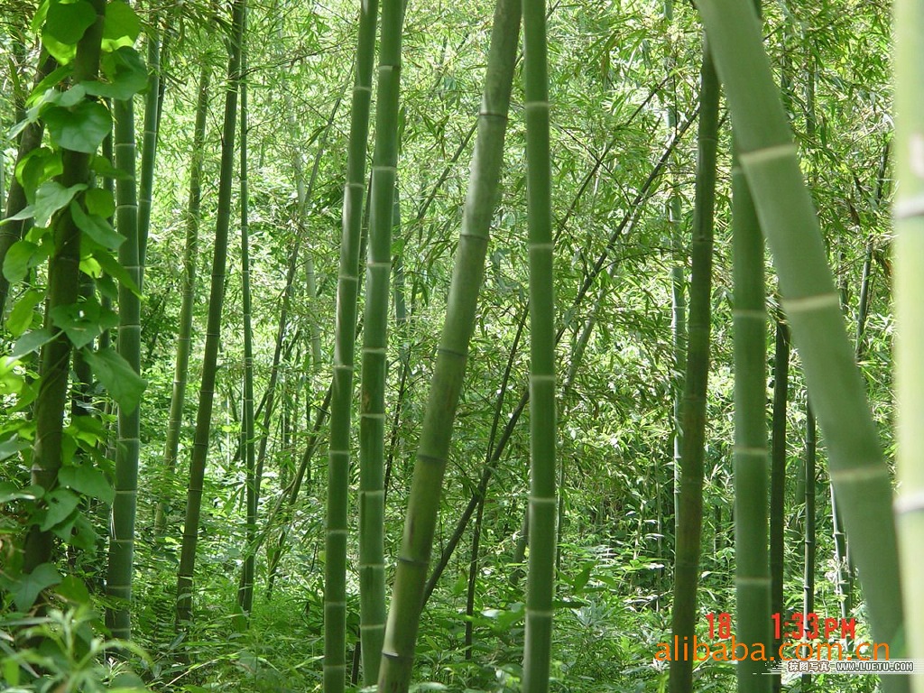 文安县永兴竹品销售处 大量供应高品质毛竹，助力绿色林业发展