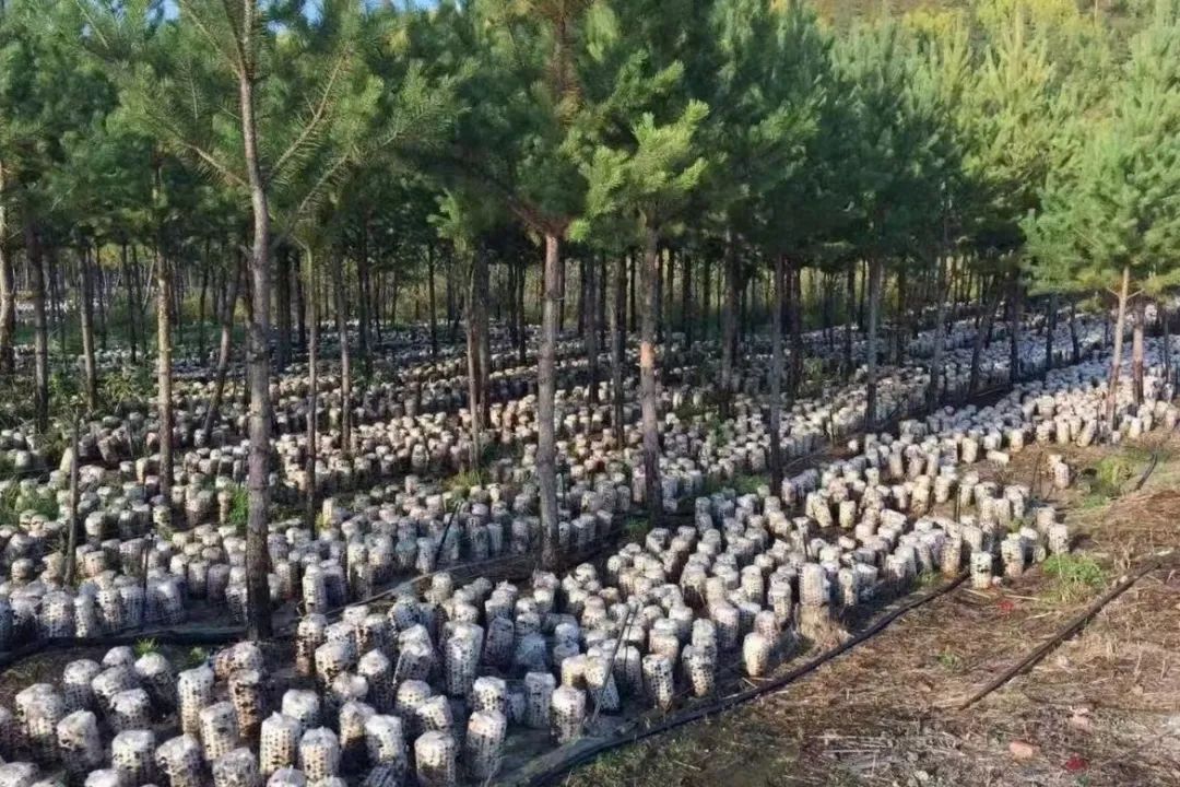 韩家园林业局 品牌化建设赋能林下产业提质增效