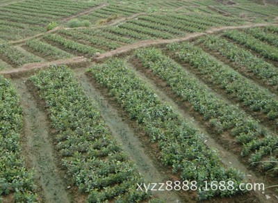 低价出售1-3年油茶树苗 品质与价格的双重保障