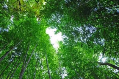 柳东、北部生态新区、融水等地迎来林业发展新机遇！