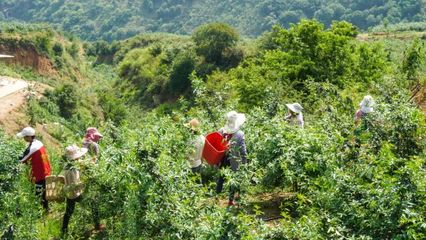 绿林生金 云南山区树种选择与致富新路径