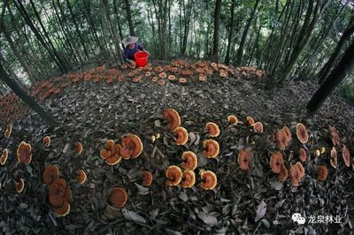 深山里的致富传说 龙泉创新森林生态产品价值实现形式，走生态致富路子