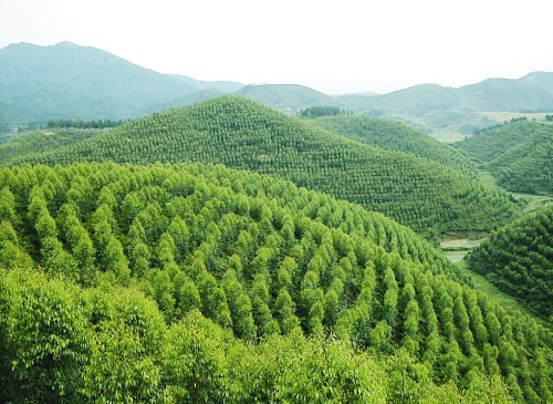 情系“三农”出实招 谱写惠农新篇章 林业